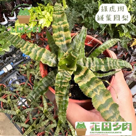 絨葉鳳梨開花|請問植栽名稱